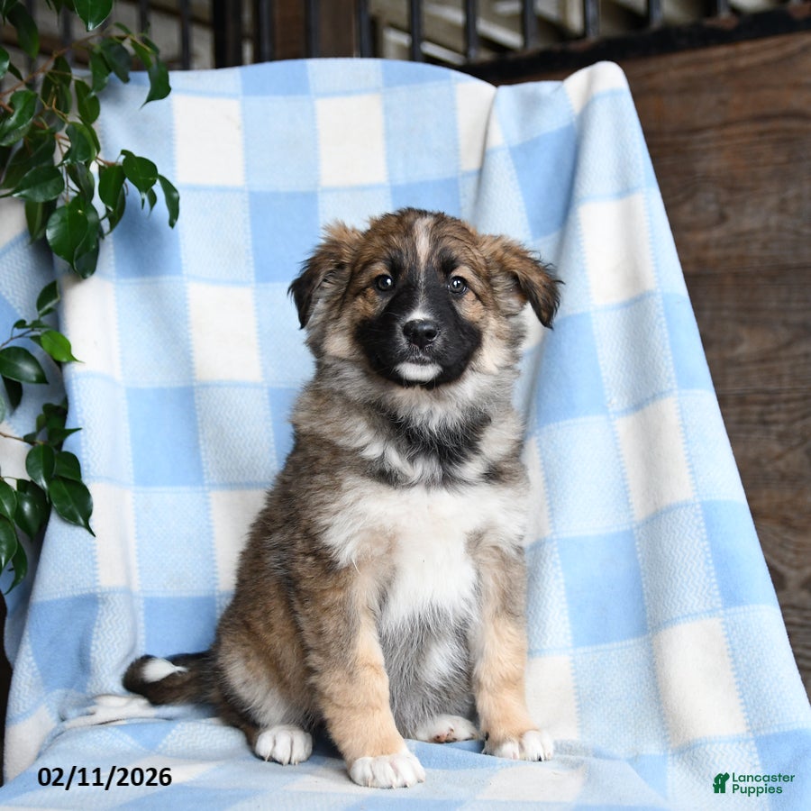 Mixed Breed dogs Brindy - Ad 2