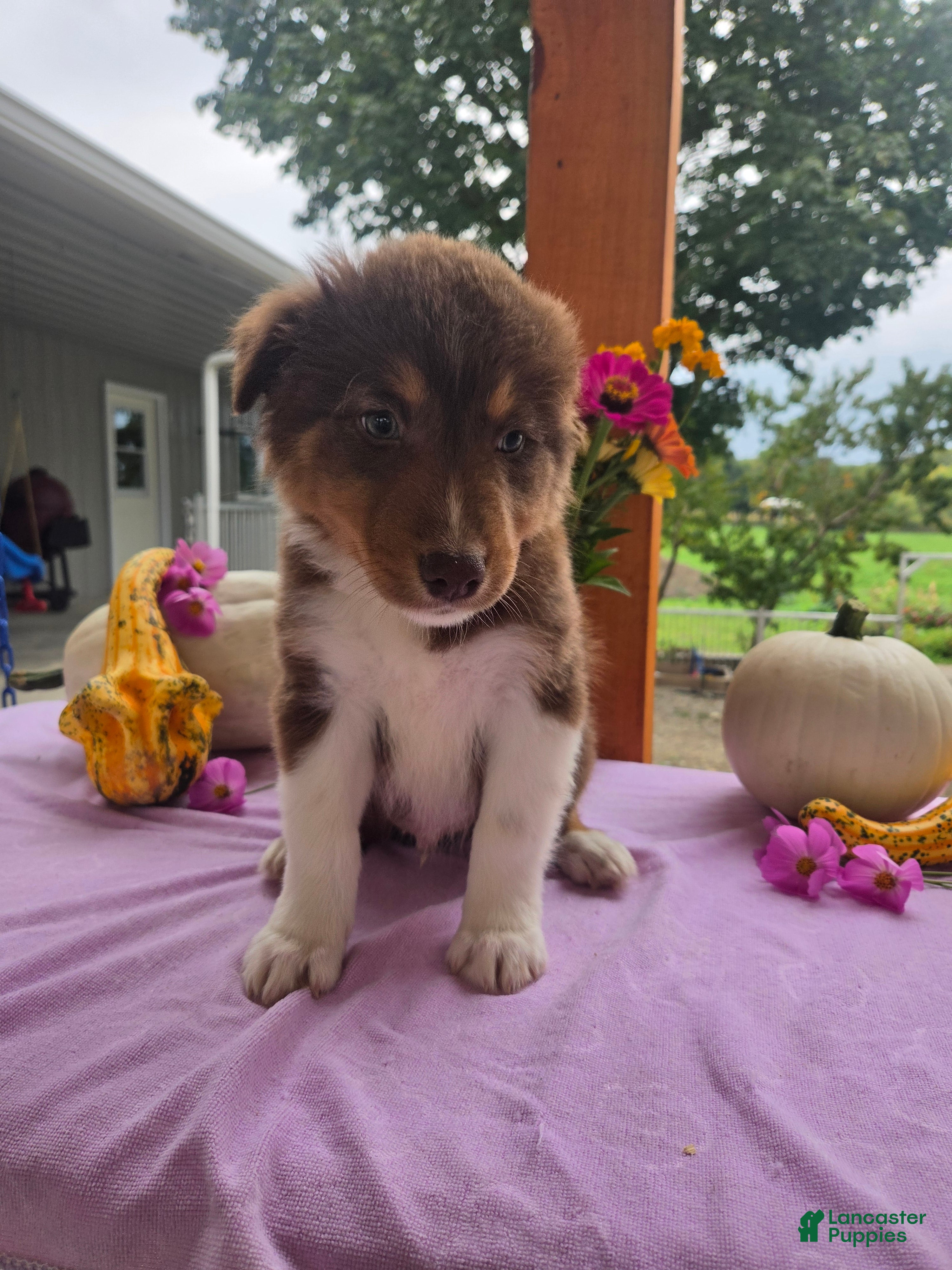 Australian Shepherd dogs Teddy - Ad 1