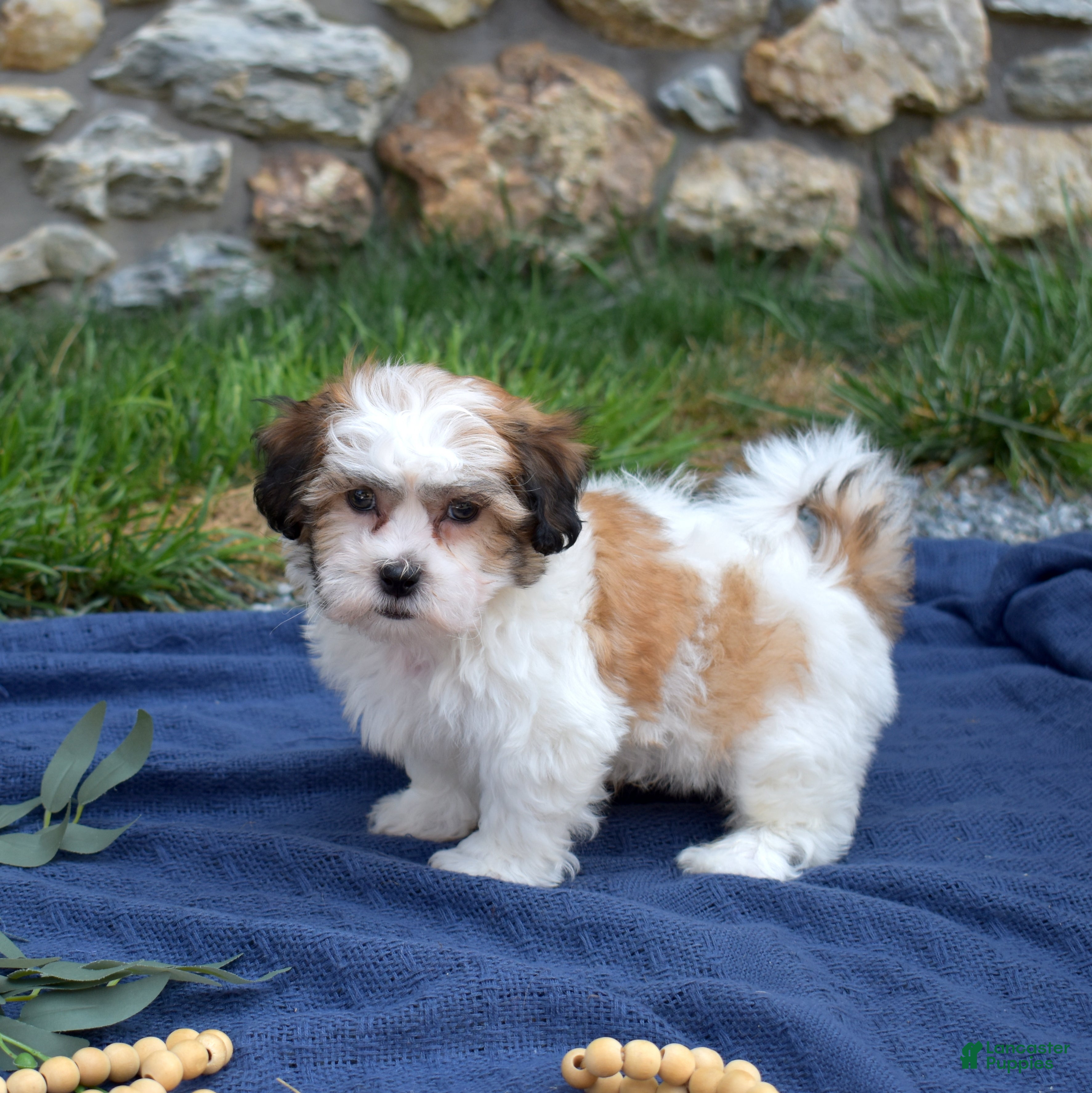 Teddy Bear dogs Chowder  - Ad 1