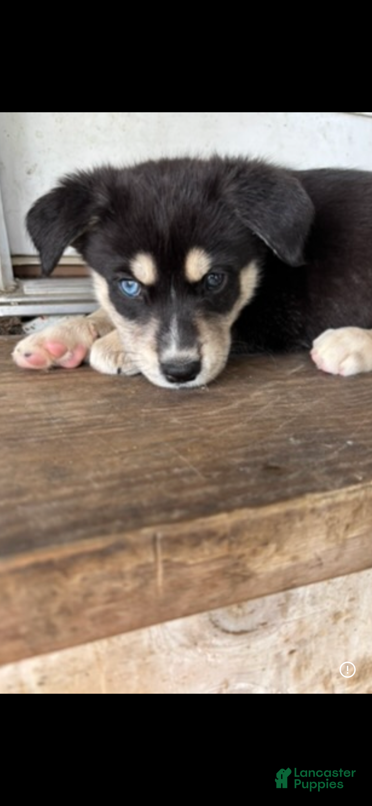 Mixed Breed dogs Mixed Breed Puppy 1 - Ad 27
