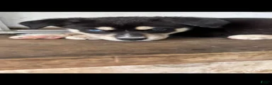 Mixed Breed Puppy 1