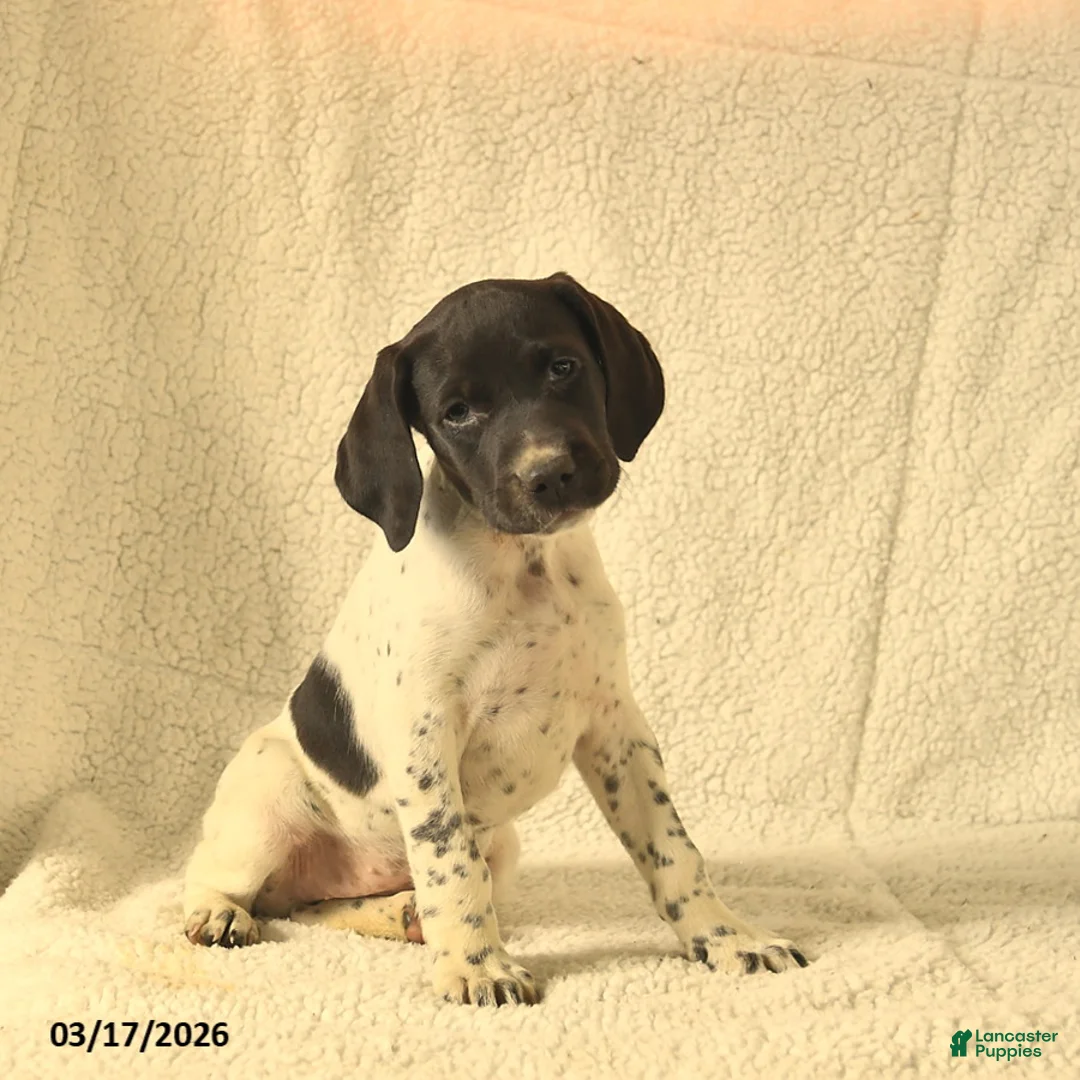 German Shorthaired Pointer dogs for sale: Molly  - Ad 5