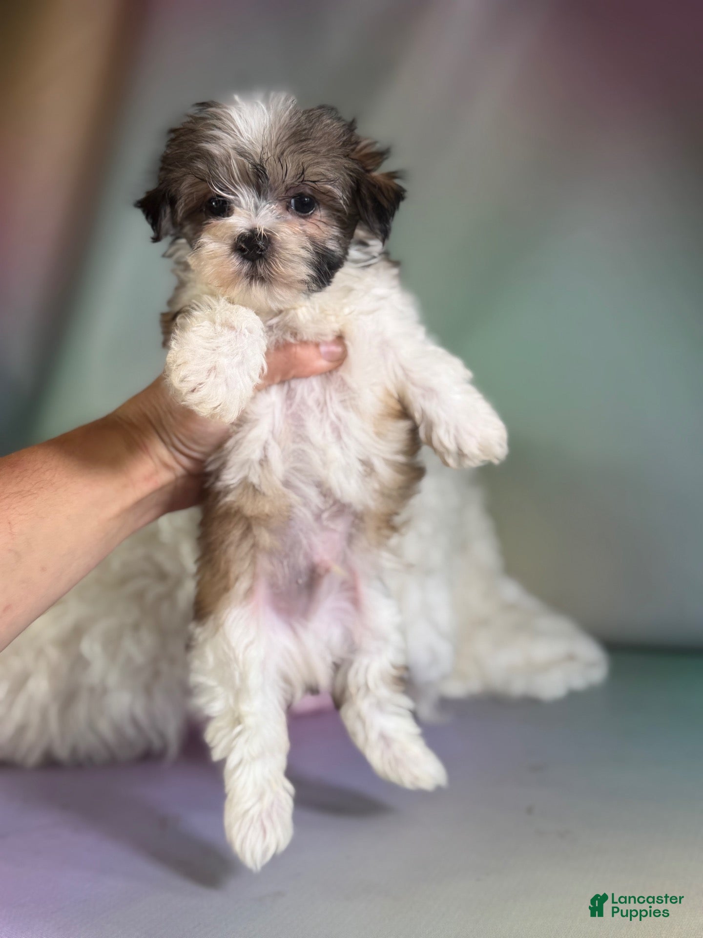 Morkie dogs Tucker - Ad 1