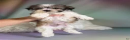 Morkie dogs for sale: Tucker - Ad 1