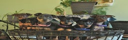 Miniature Pinscher dogs for sale: Pringles  - Ad 5