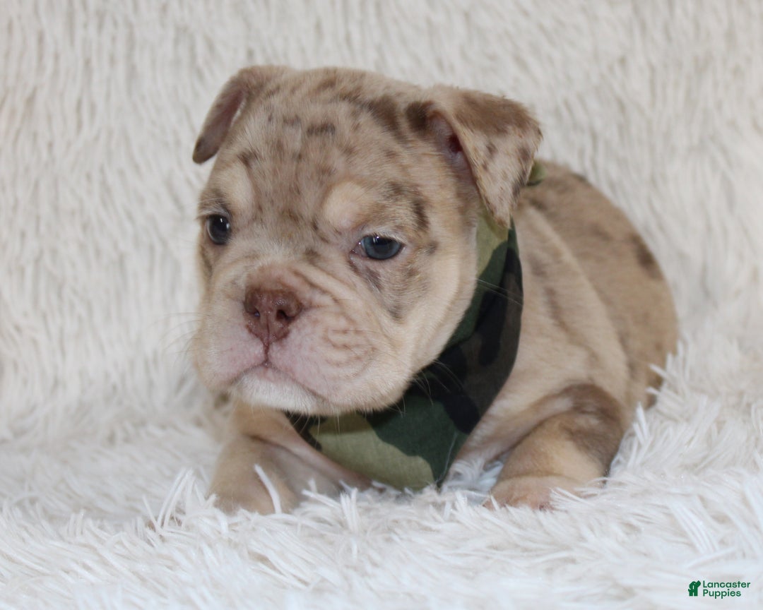 English Bulldog dogs for sale: Parry - Ad 9