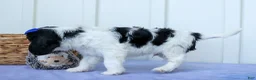 Cavalier King Charles Spaniel dogs for sale: Walker 🩵 - Ad 12