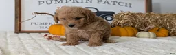 Mini Goldendoodle dogs for sale: Duke - Ad 5