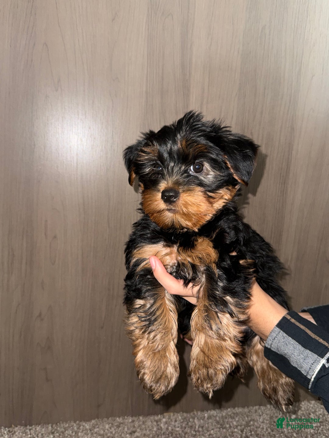 Yorkshire Terrier dogs for sale: Yorkshire Terrier Puppy 2 - Ad 1