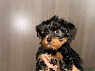 Yorkshire Terrier dogs Yorkshire Terrier Puppy 2 - Ad 15