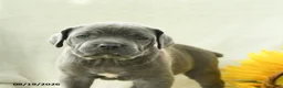 Cane Corso dogs for sale: Beverly - Ad 4