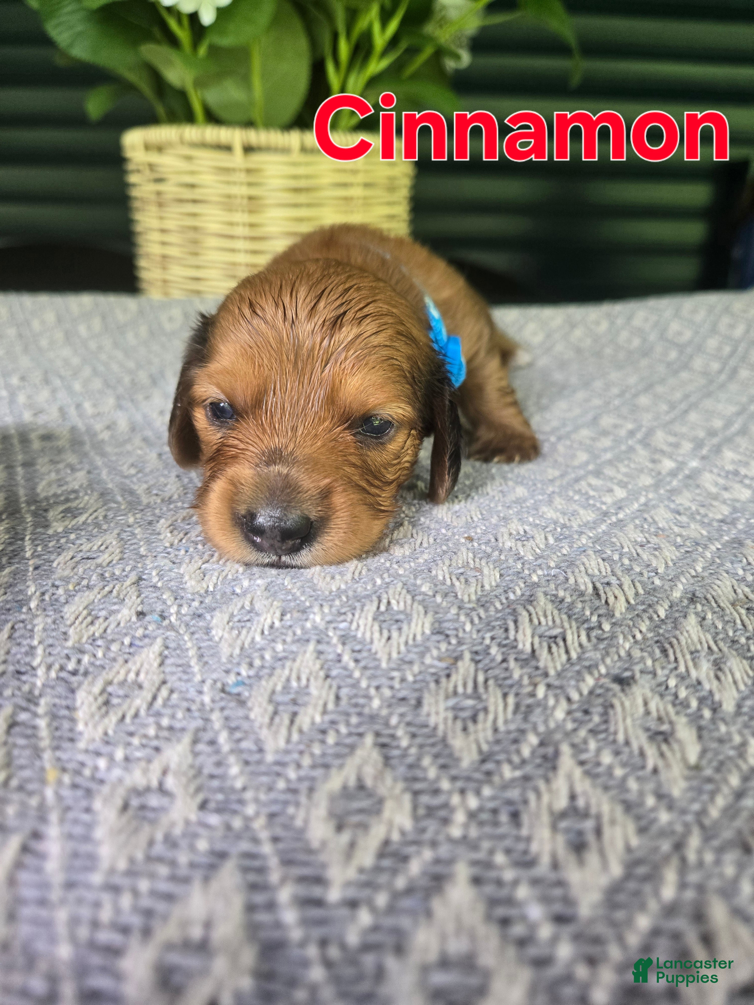 Miniature Dachshund dogs Cinnamon - Ad 41