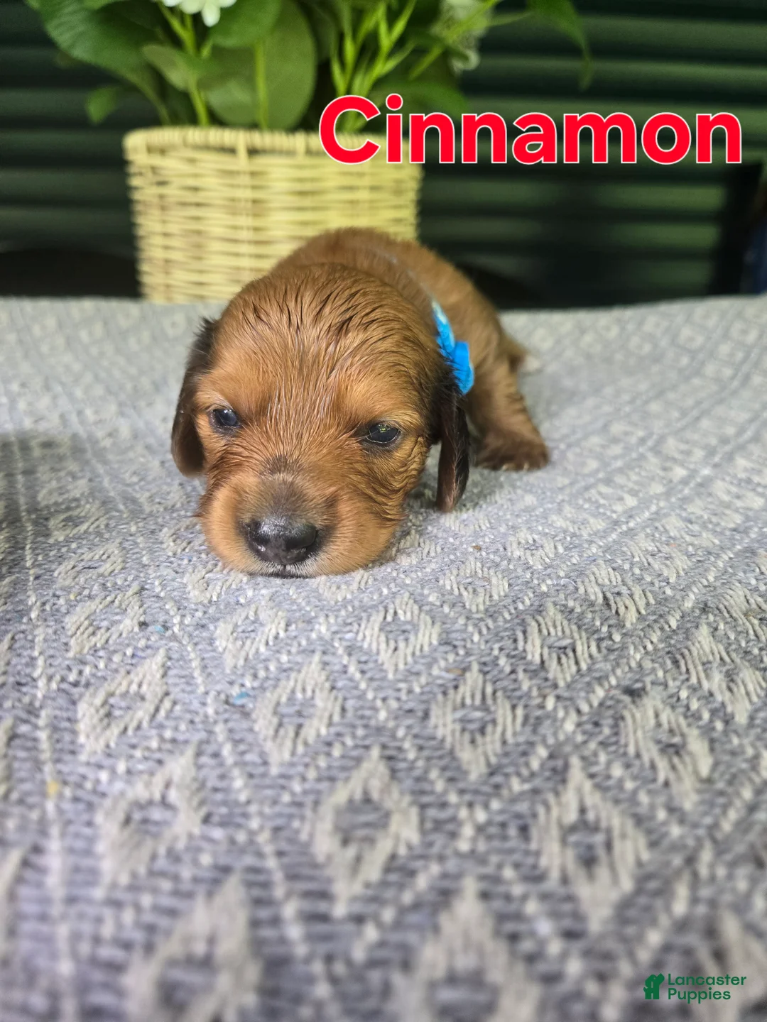 Miniature Dachshund dogs for sale: Cinnamon - Ad 1