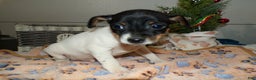 Rat Terrier dogs for sale: Rat Terrier Puppy 1 Rudy - Ad 2
