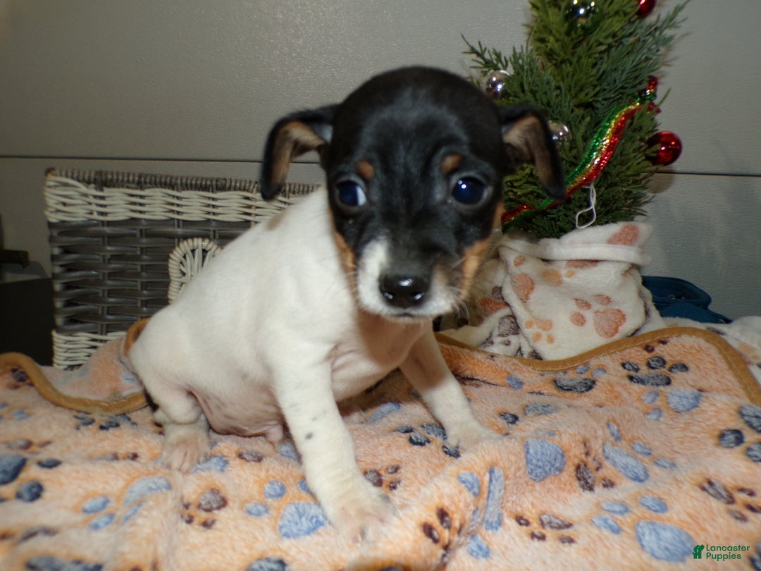 Rat Terrier dogs for sale: Rat Terrier Puppy 1 Rudy - Ad 2
