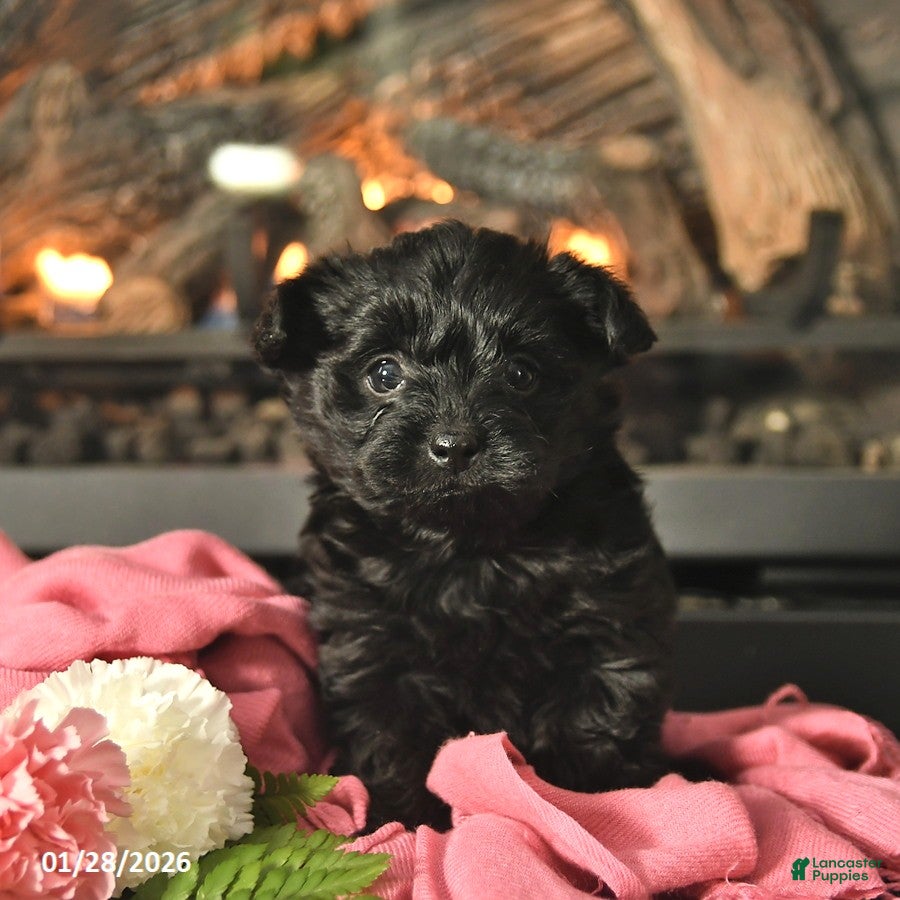 Yorkiepoo dogs Milo  - Ad 36
