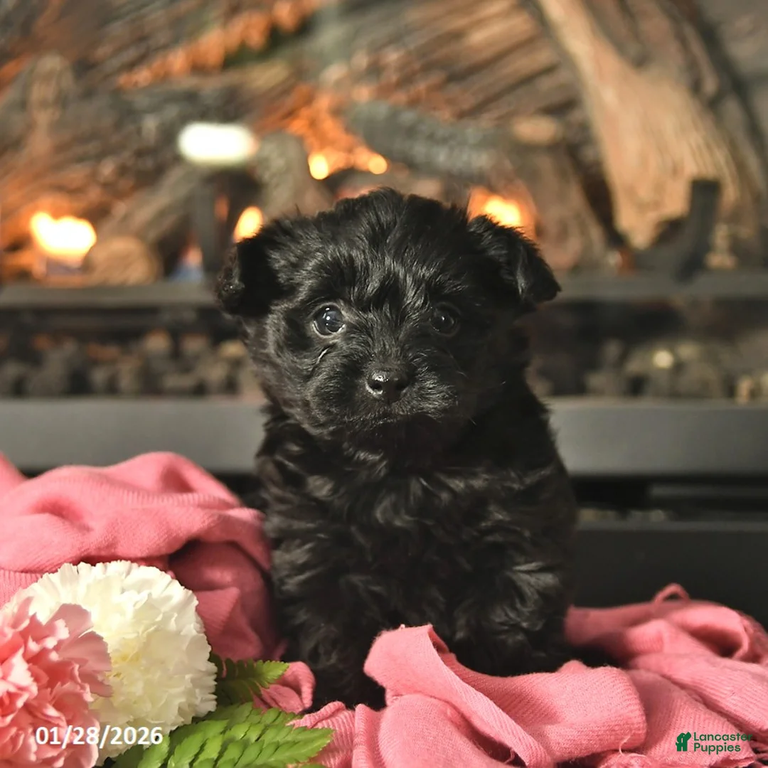Yorkiepoo dogs for sale: Milo  - Ad 1