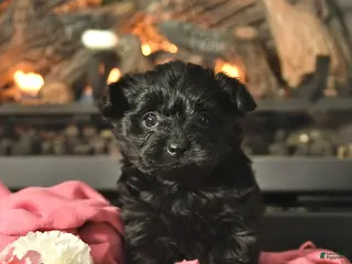 Yorkiepoo dogs Milo - Ad 36