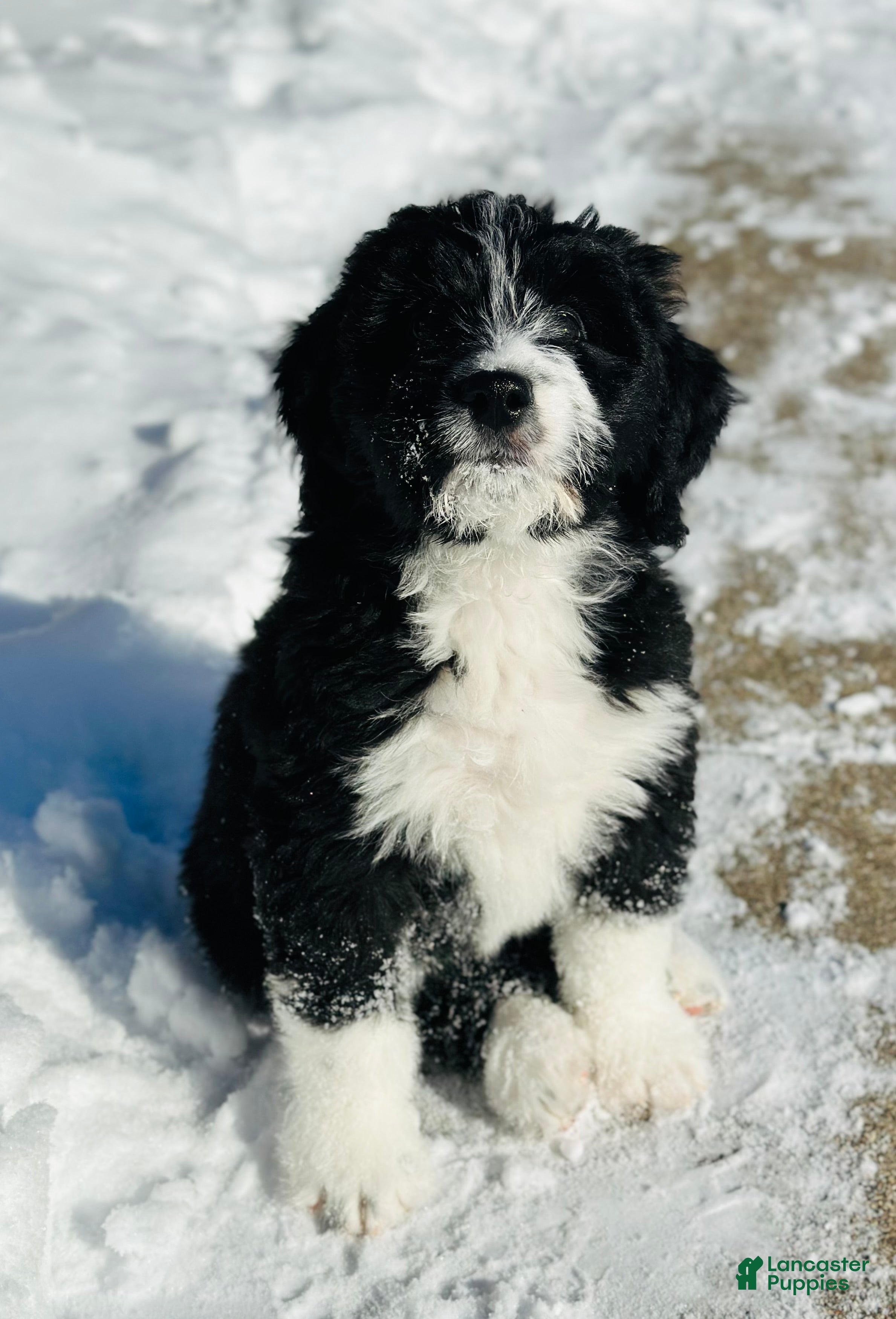 Bernedoodle dogs Cozy - Ad 13