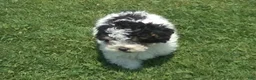 Miniature Poodle dogs for sale: Cookie - Ad 7