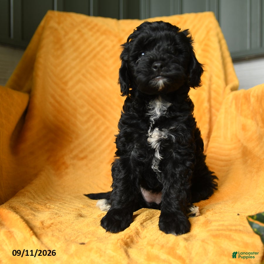 Cavapoo dogs Carly - Ad 2