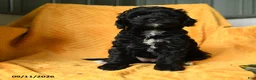 Cavapoo dogs for sale: Carly - Ad 2