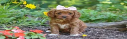 Cavapoo dogs for sale: Layla - Ad 2