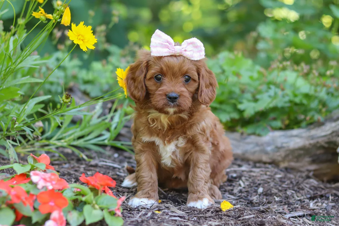 Cavapoo dogs for sale: Layla - Ad 2