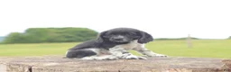 Cocker Spaniel dogs for sale: Sara - Ad 4