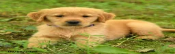 Golden Retriever dogs for sale: Darren - Ad 3