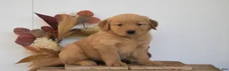 Golden Retriever dogs for sale: Keiva - Ad 1