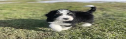 Bernedoodle dogs for sale: Duke - Ad 4