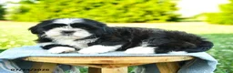 Shih Tzu dogs for sale: Samira - Ad 4