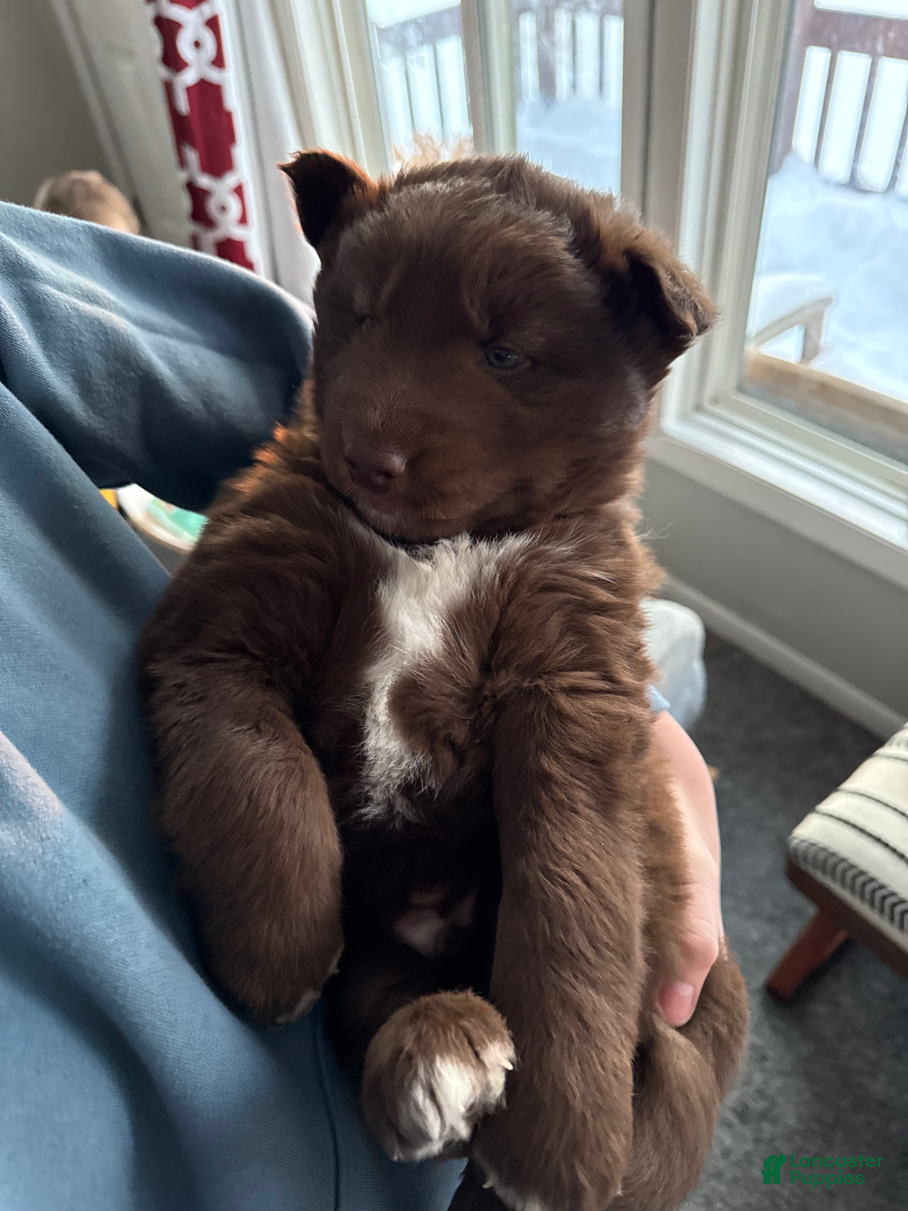 Siberian Husky dogs Chestnut - Ad 28