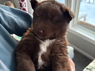 Siberian Husky dogs Chestnut - Ad 28