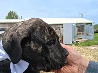 English Mastiff dogs for sale: Lucy - Ad 2