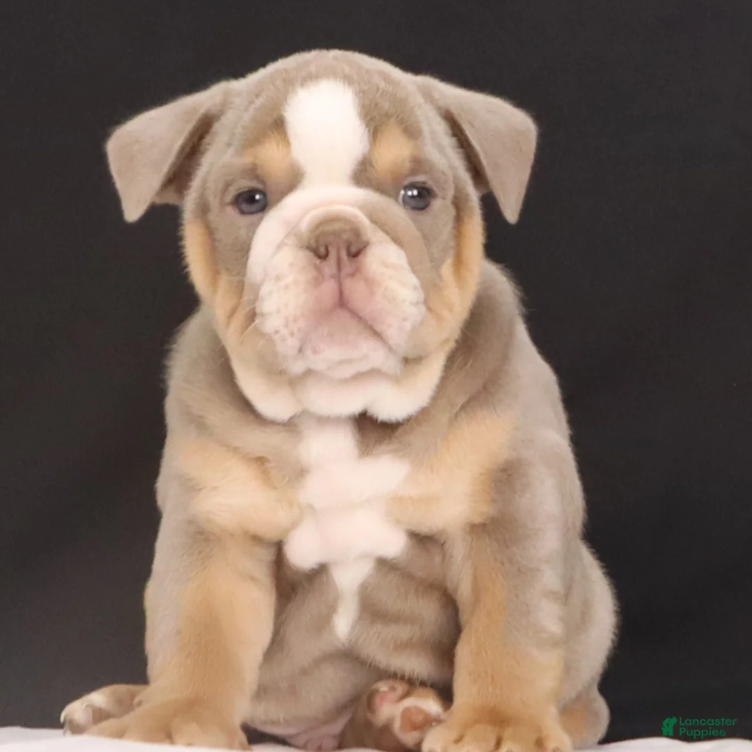 English Bulldog dogs for sale: Tucker - Ad 5