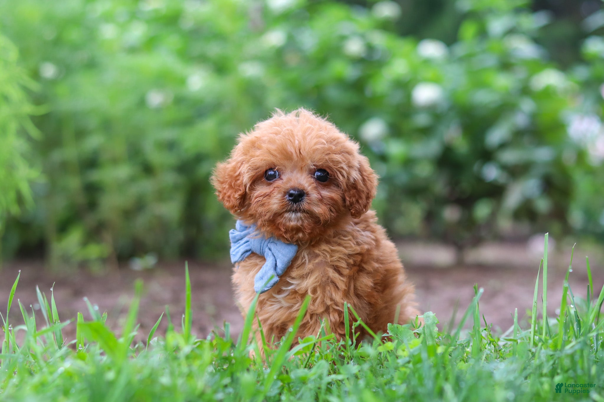 Cavapoo dogs Luca - Ad 2