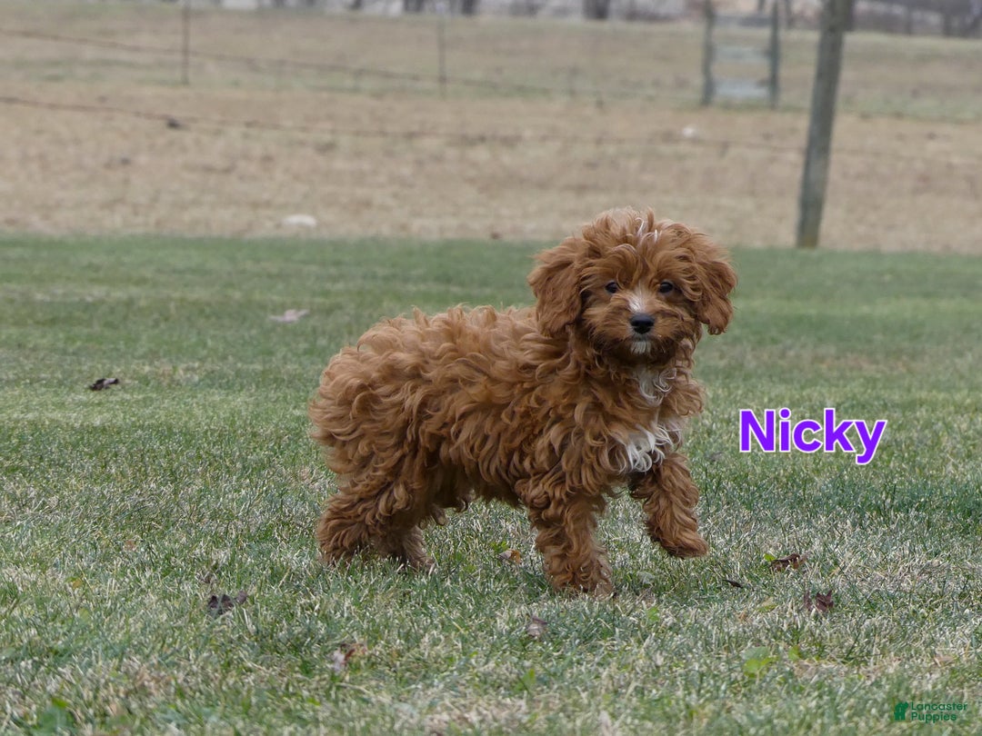Cavapoo dogs for sale: Nicky - Ad 3