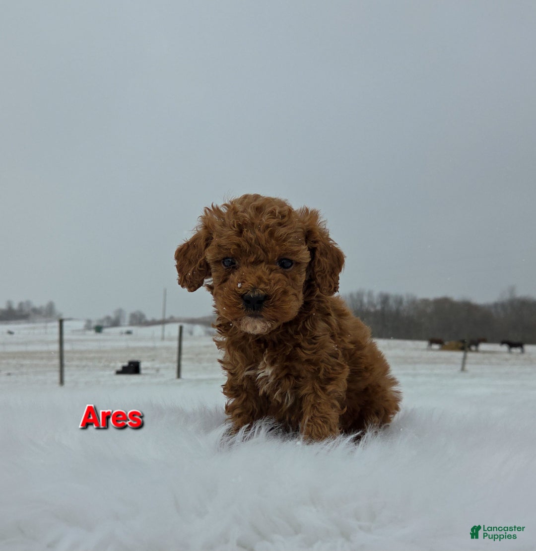 Miniature Poodle dogs for sale: Ares - Ad 1