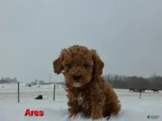 Miniature Poodle dogs Ares - Ad 18