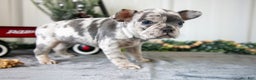 Mixed Breed dogs for sale: Mila - Ad 2