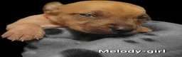 American Bully dogs for sale: Melody - Ad 5