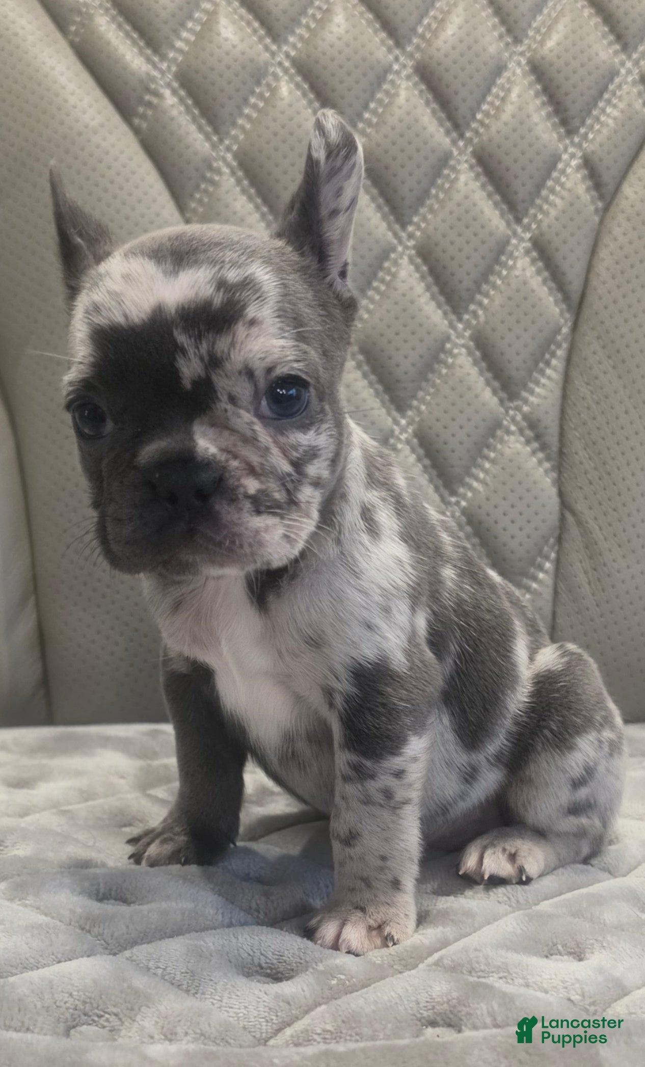 French Bulldog dogs French Bulldog 3 - Ad 5
