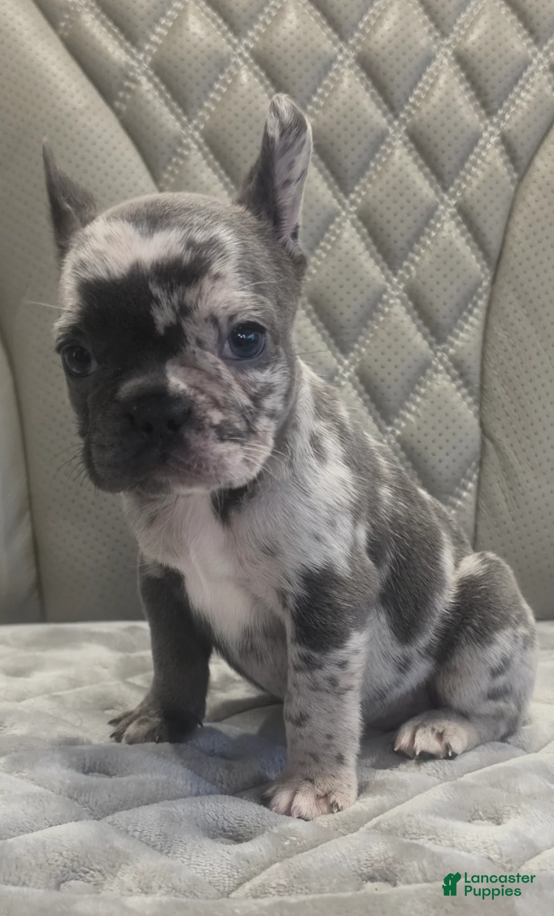 French Bulldog dogs for sale: French Bulldog 3 - Ad 1