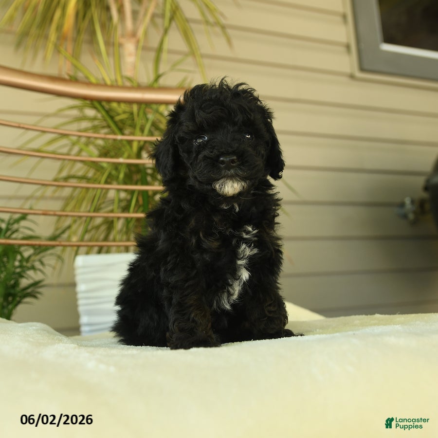Miniature Poodle dogs Quirk - Ad 2