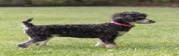 Miniature Poodle dogs for sale: Misty Miniature Poodle  - Ad 4
