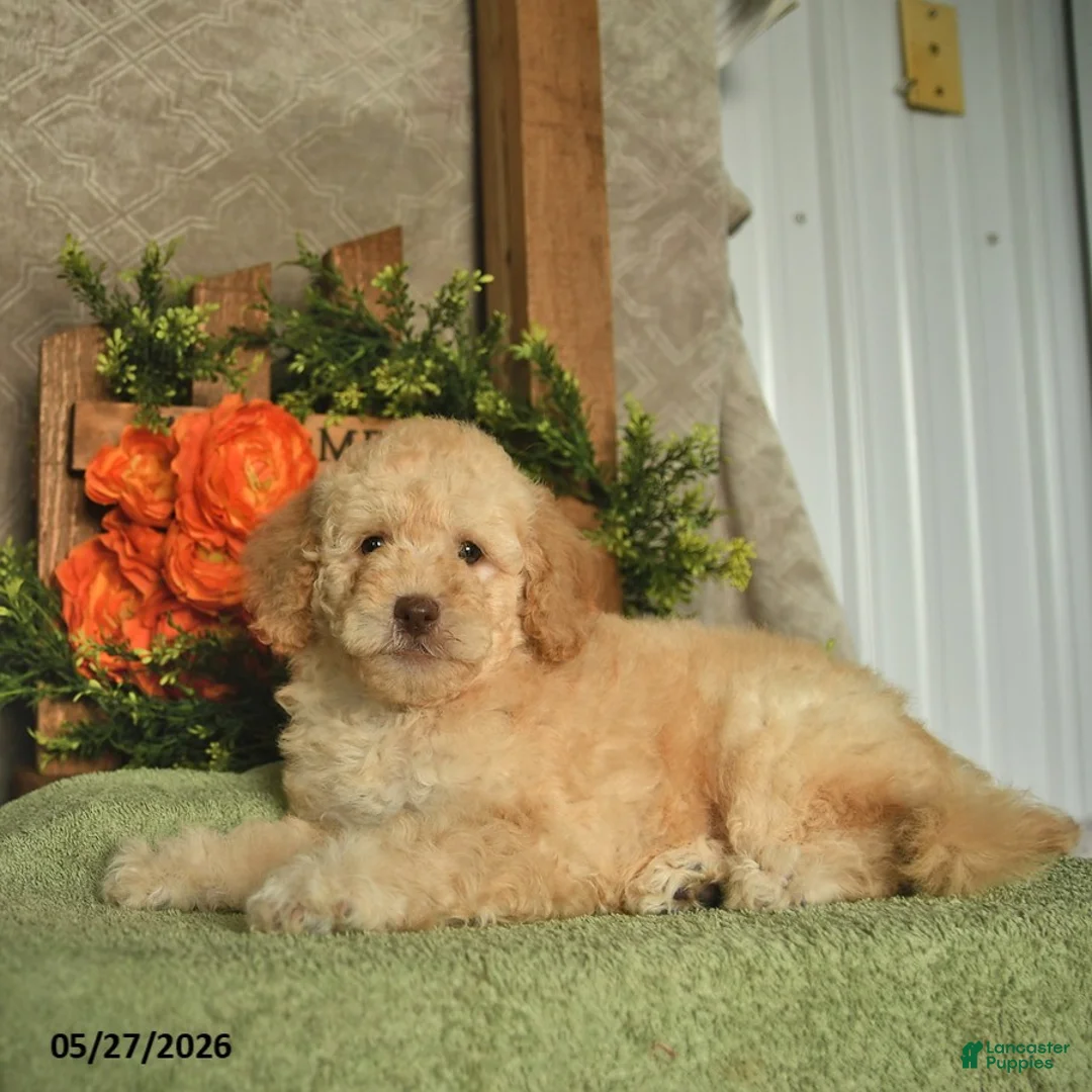 Mini Goldendoodle dogs for sale: Gem  - Ad 3