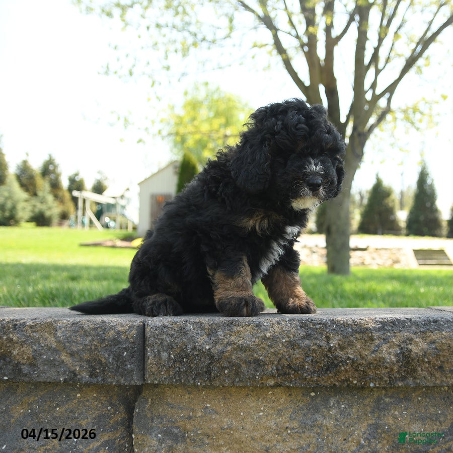 Mini Bernedoodle dogs Bart - Ad 2