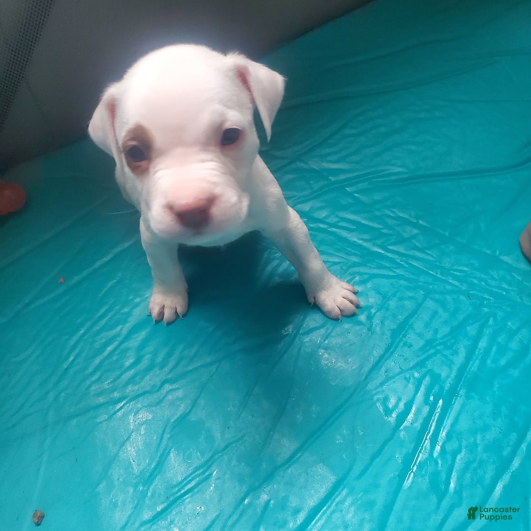 Mixed Breed dogs for sale: Mixed Breed Puppy 1 - Ad 1